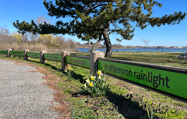 a green sign in a park that shows an excerpt from a W.S. Merwin poem and the reflection of yellow daffodils