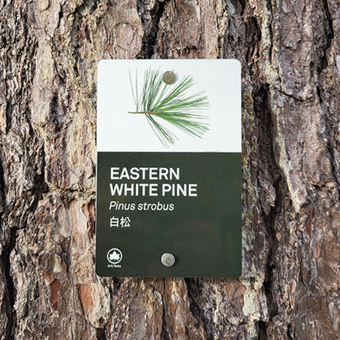 a sign on trees that shows the image of its leaves, its name in three languages. english, the scientific name, and the second most commn language in the surrounding community board
